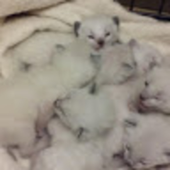 catsdogs527